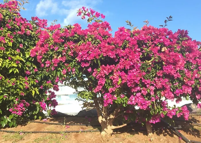 Garden City Costa Adeje 1 Bedroom Apartment Large Balcony Close To Beach Appartement