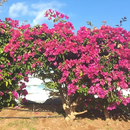 Garden Costa Adeje 1 Bedroom Large Balcony Close To 公寓